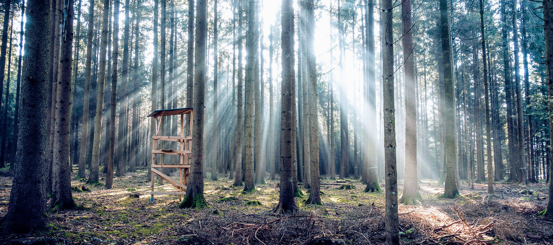 Hiilestä valmistetut metsästäjäkepit - Waidtools - Metsänäkymä